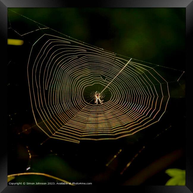 cobweb with spider Framed Print by Simon Johnson
