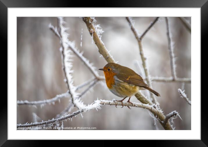 Robin in the frost Framed Mounted Print by Dean French
