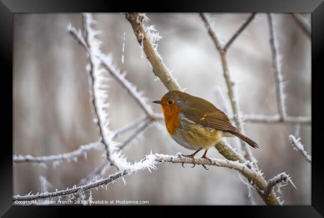 Robin in the frost Framed Print by Dean French