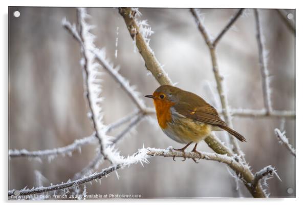 Robin in the frost Acrylic by Dean French