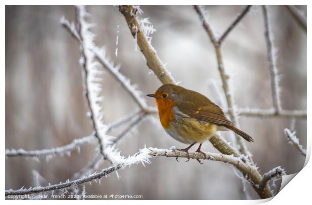 Robin in the frost Print by Dean French