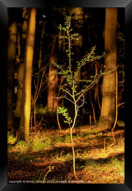 sunlit tree Framed Print by Simon Johnson