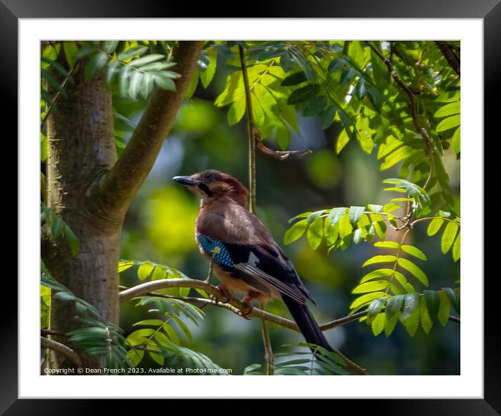 Jay in a tree Framed Mounted Print by Dean French