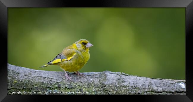 Greenfinch Framed Print by Dean French