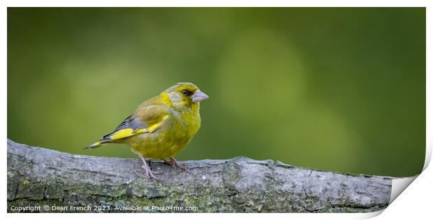 Greenfinch Print by Dean French