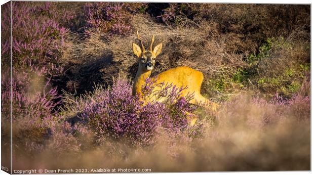 Deer In Heather Canvas Print by Dean French
