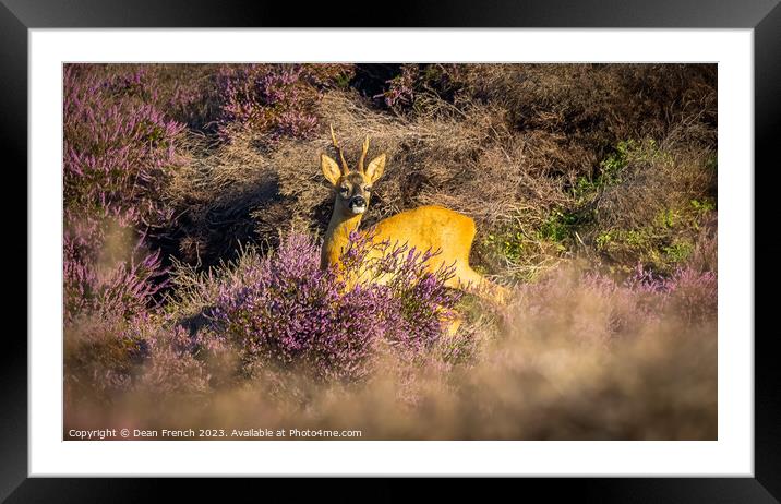 Deer In Heather Framed Mounted Print by Dean French