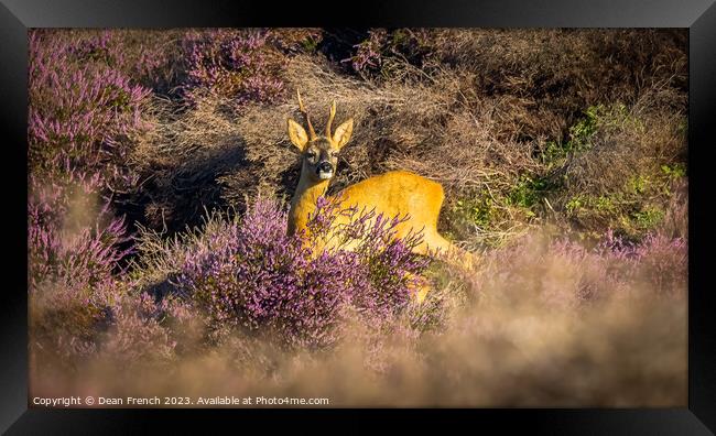 Deer In Heather Framed Print by Dean French