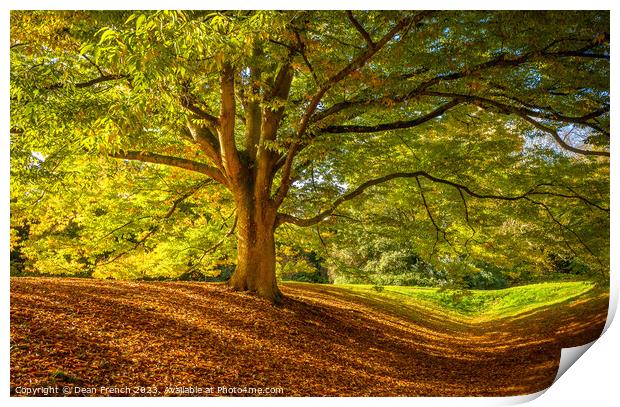 Autumn At Anglesey Abbey Print by Dean French