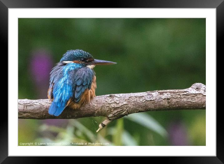 Kingfisher on a branch Framed Mounted Print by Liann Whorwood