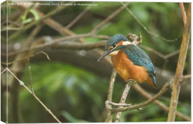 Male juvenile Kingfisher on a branch Canvas Print by Liann Whorwood
