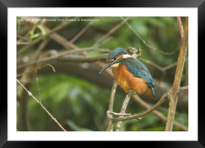 Male juvenile Kingfisher on a branch Framed Mounted Print by Liann Whorwood