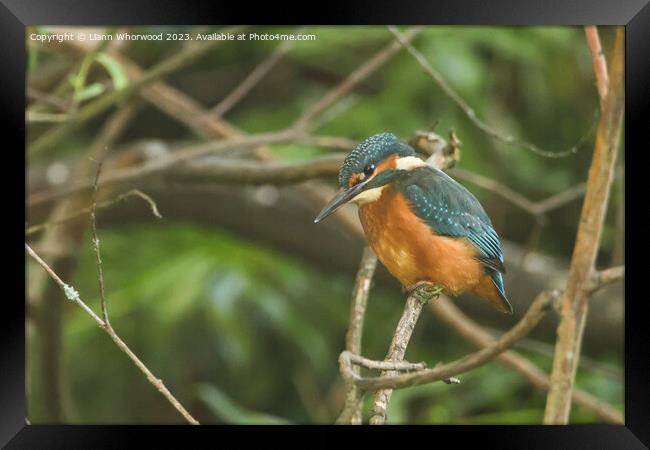 Male juvenile Kingfisher on a branch Framed Print by Liann Whorwood