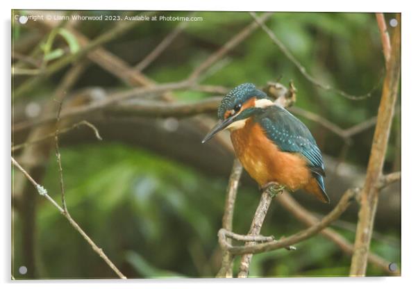 Male juvenile Kingfisher on a branch Acrylic by Liann Whorwood