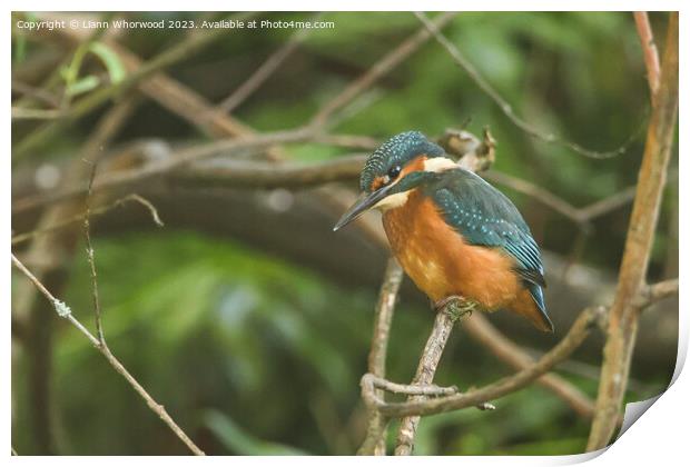 Male juvenile Kingfisher on a branch Print by Liann Whorwood