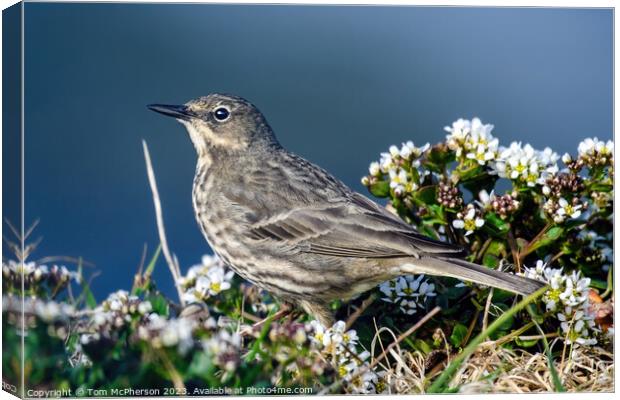 Coastal Guardian: The Rock Pipit Canvas Print by Tom McPherson