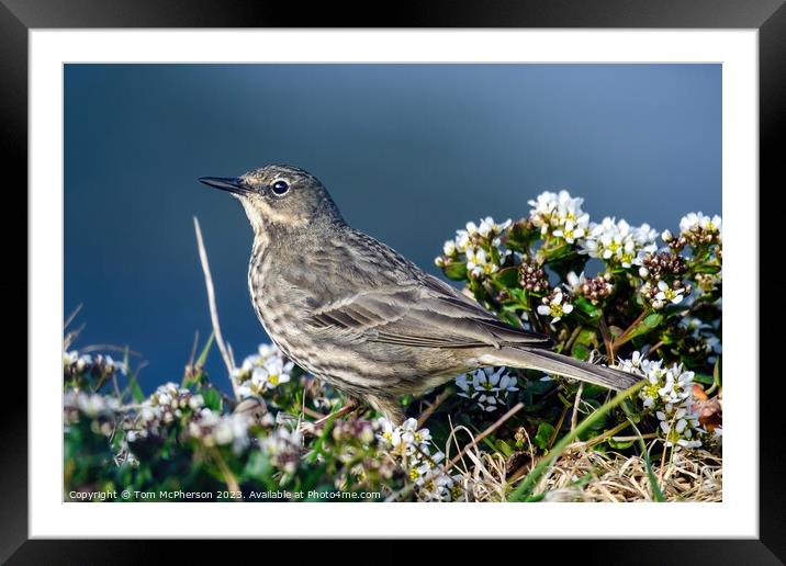 Coastal Guardian: The Rock Pipit Framed Mounted Print by Tom McPherson