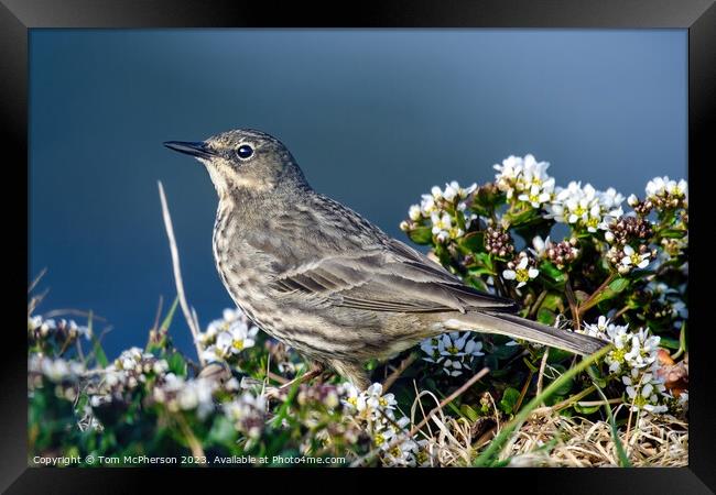 Coastal Guardian: The Rock Pipit Framed Print by Tom McPherson