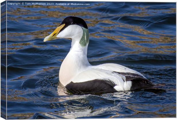 Captivating Eider Duck at Burghead Harbour Canvas Print by Tom McPherson