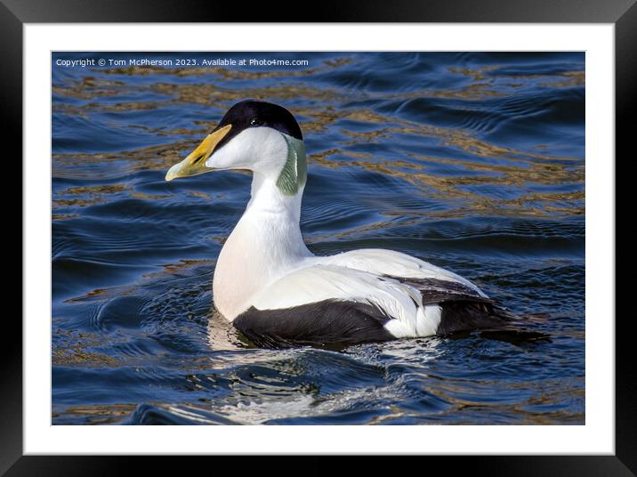 Captivating Eider Duck at Burghead Harbour Framed Mounted Print by Tom McPherson