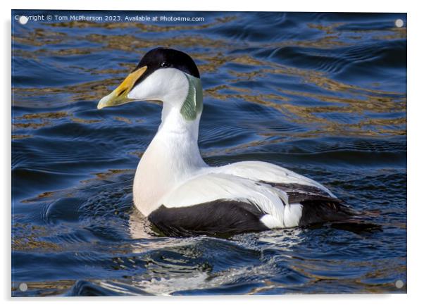Captivating Eider Duck at Burghead Harbour Acrylic by Tom McPherson
