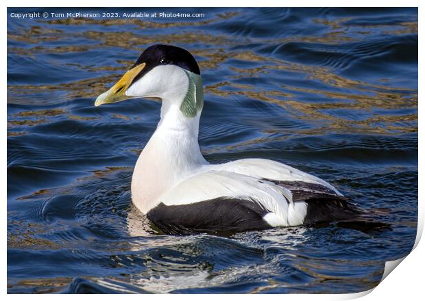 Captivating Eider Duck at Burghead Harbour Print by Tom McPherson