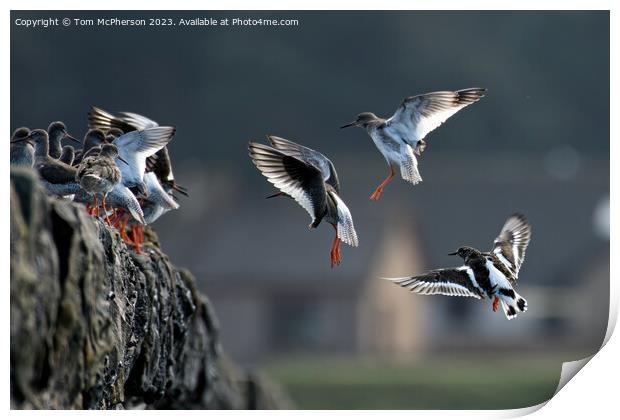 Turnstones' Graceful Descend Amidst Nature's Hues Print by Tom McPherson