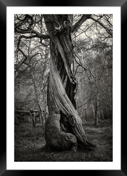 Twisted Framed Mounted Print by David McGeachie
