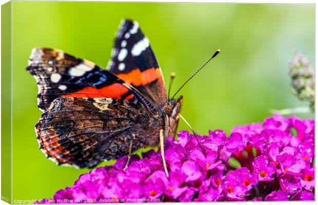 'Global Wanderer: The Painted Lady Butterfly' Canvas Print by Tom McPherson