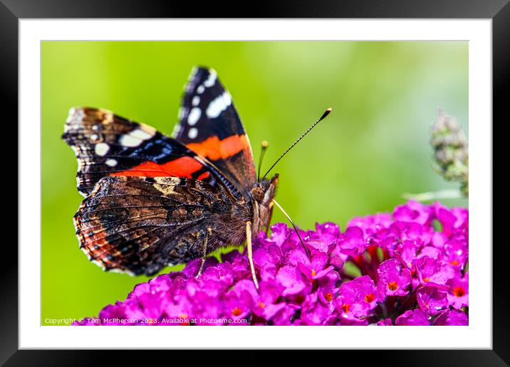 'Global Wanderer: The Painted Lady Butterfly' Framed Mounted Print by Tom McPherson