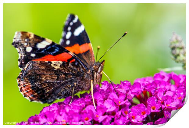 'Global Wanderer: The Painted Lady Butterfly' Print by Tom McPherson