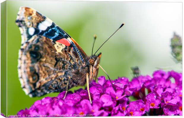 Global Flutter: The Painted Lady (Macro) Canvas Print by Tom McPherson