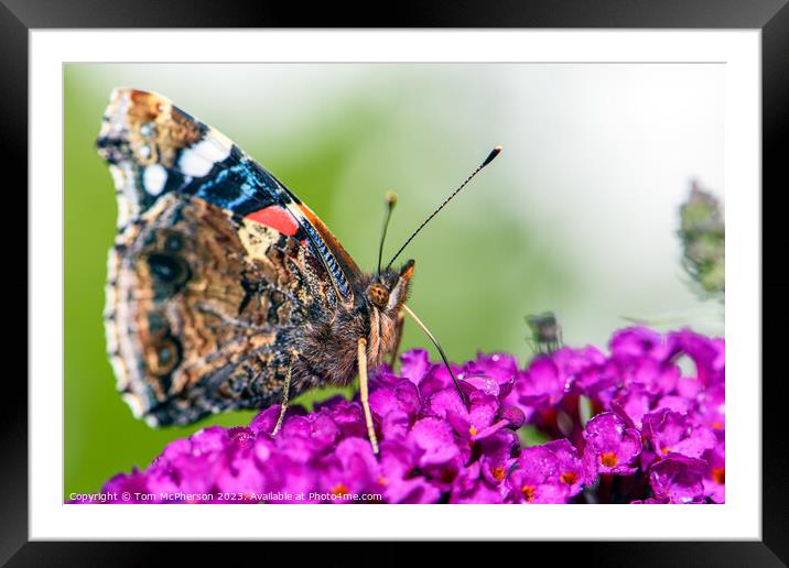 Global Flutter: The Painted Lady (Macro) Framed Mounted Print by Tom McPherson