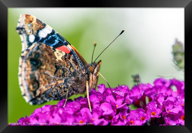 Global Flutter: The Painted Lady (Macro) Framed Print by Tom McPherson