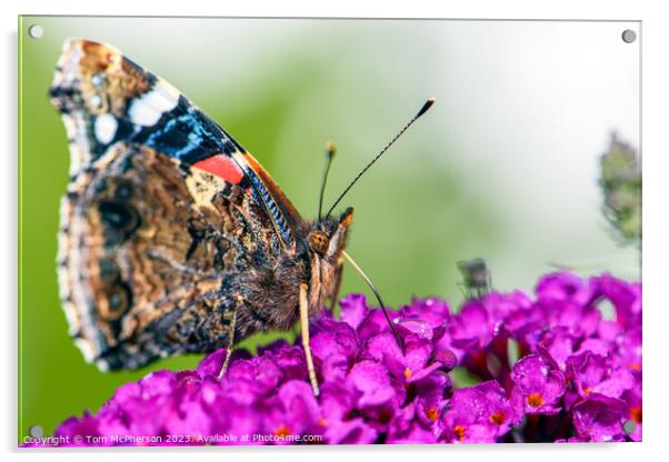 Global Flutter: The Painted Lady (Macro) Acrylic by Tom McPherson