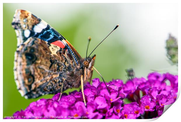 Global Flutter: The Painted Lady (Macro) Print by Tom McPherson