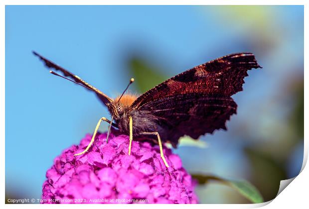 Painted Lady  Print by Tom McPherson