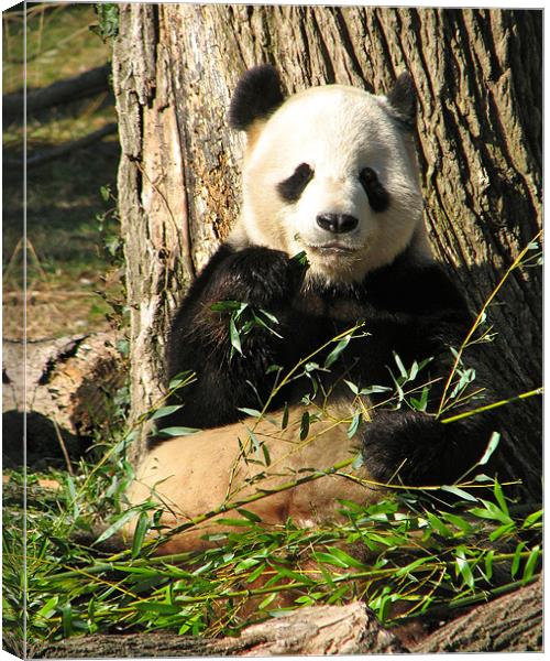Panda Eats Bamboo Canvas Print by Lauren Elstein