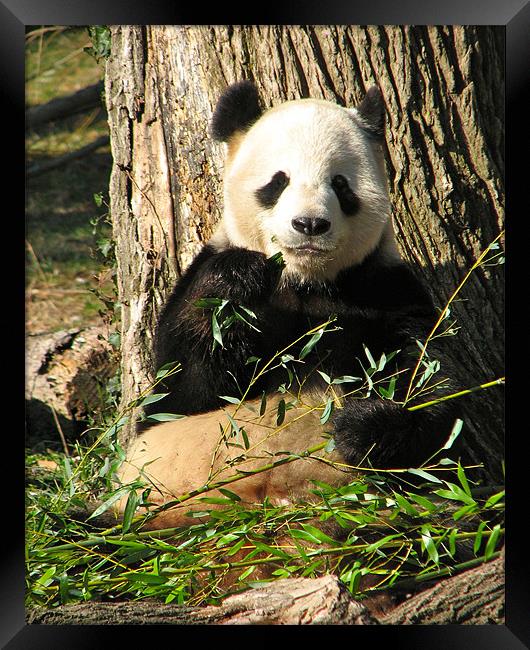 Panda Eats Bamboo Framed Print by Lauren Elstein