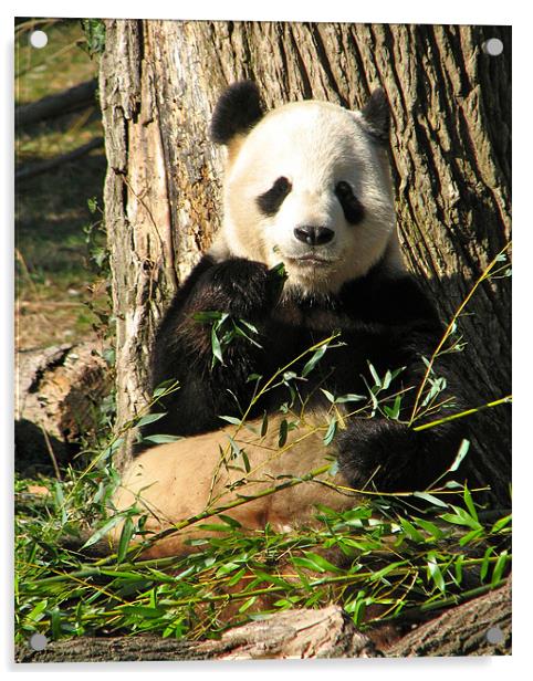 Panda Eats Bamboo Acrylic by Lauren Elstein