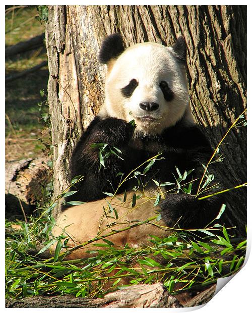 Panda Eats Bamboo Print by Lauren Elstein