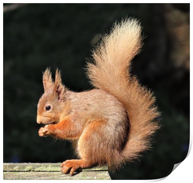 Highland Red Squirrel Print by Thelma Blewitt