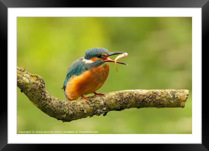 Kingfisher Fish Toss Framed Mounted Print by Steve Grundy