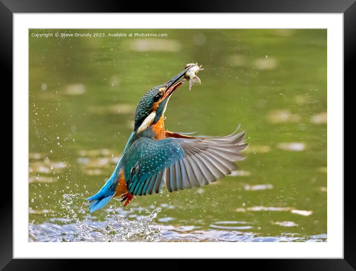 Kingfisher emerging with fish Framed Mounted Print by Steve Grundy