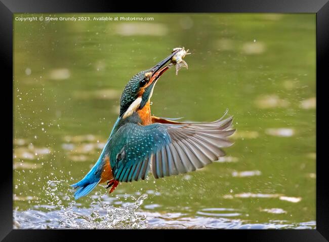 Kingfisher emerging with fish Framed Print by Steve Grundy