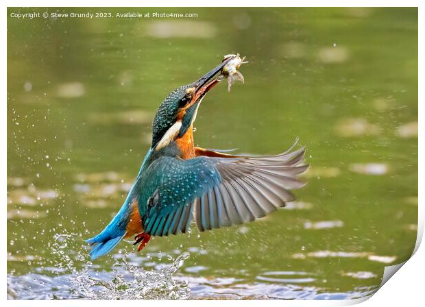 Kingfisher emerging with fish Print by Steve Grundy