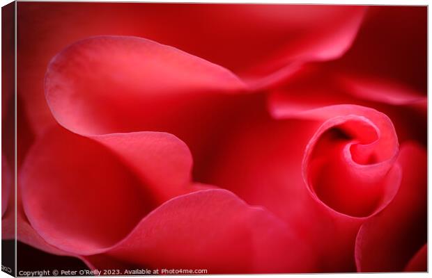 Rose Petals Canvas Print by Peter O'Reilly