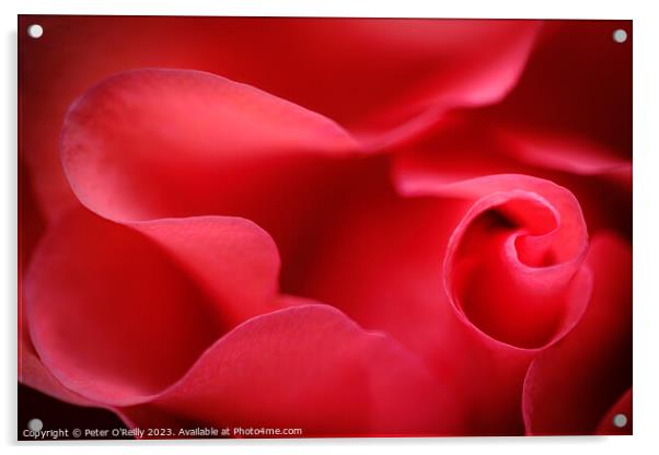 Rose Petals Acrylic by Peter O'Reilly