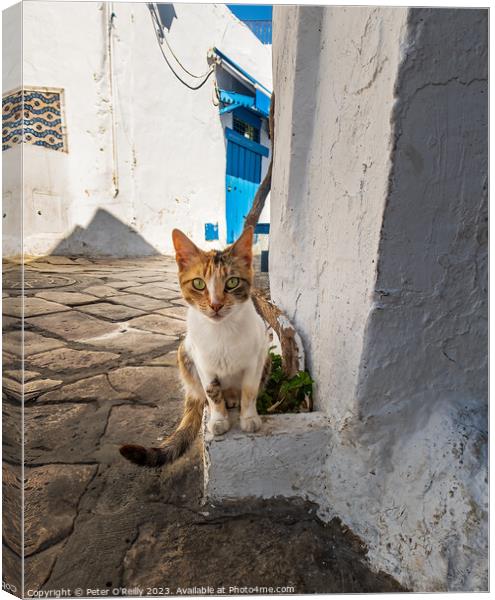 Tunisian Cat Canvas Print by Peter O'Reilly