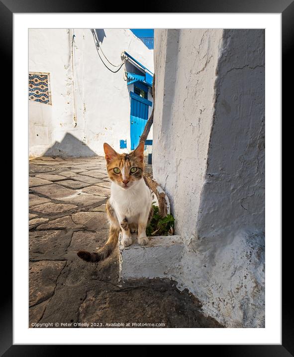 Tunisian Cat Framed Mounted Print by Peter O'Reilly